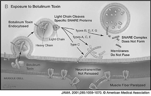 Hemicholinium - no clinical use - inhibits uptake of choline into nerve