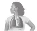 SECTION 1 Body Organization continued Cardiovascular System Your heart pumps blood through all of your blood vessels. Respiratory System Your lungs absorb oxygen and release carbon dioxide.