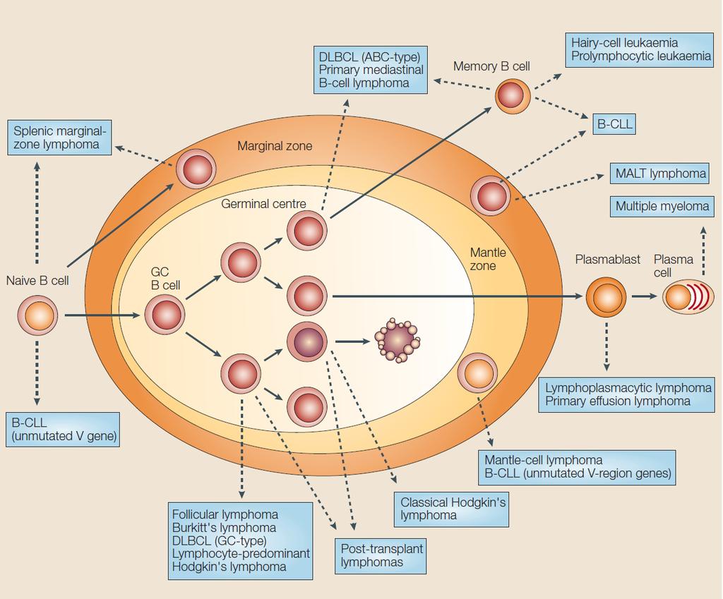 objašnjavanja razvoja B-staničnih limfoma.
