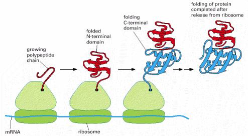 The co-translational folding of a protein The cellular chaperone machinery is specifically recruited to bind