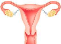g., lubrication and thickening of vaginal and urinary tract lining CANCER Increased risk of Breast and