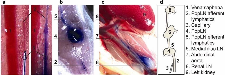 Braun et al. Supplementary Information 2 SUPPLEMENTARY MATERIALS Supplementary Figures Supplementary Figure 1. Intralymphatic injection. (a) Canulation of an afferent lymph vessel of the popln and i.