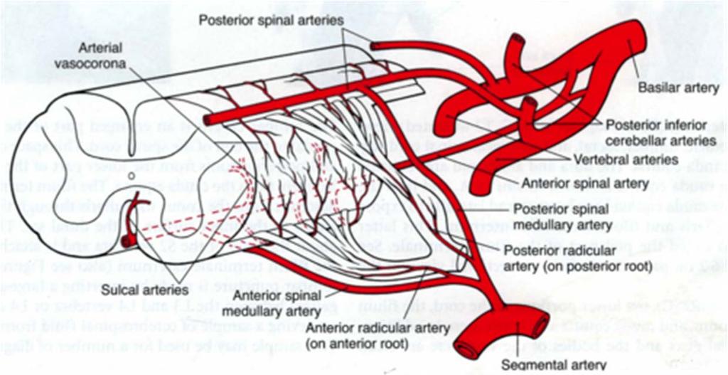 Blood Supply to SC One anterior spinal a. Vertebral aa. Two posterior spinal aa. Vertebral aa. 25% PICA 75% Anterior & posterior radicular aa.