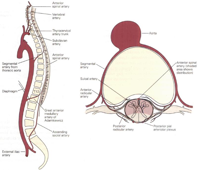 Anterior & posterior spinal medullary aa.