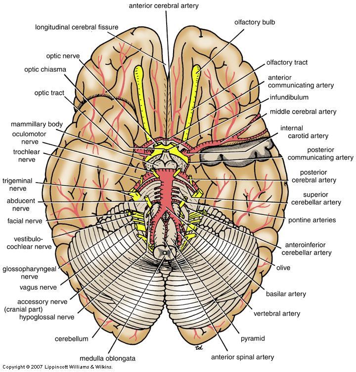 Vertebral Artery Branch of the 1 st part of the