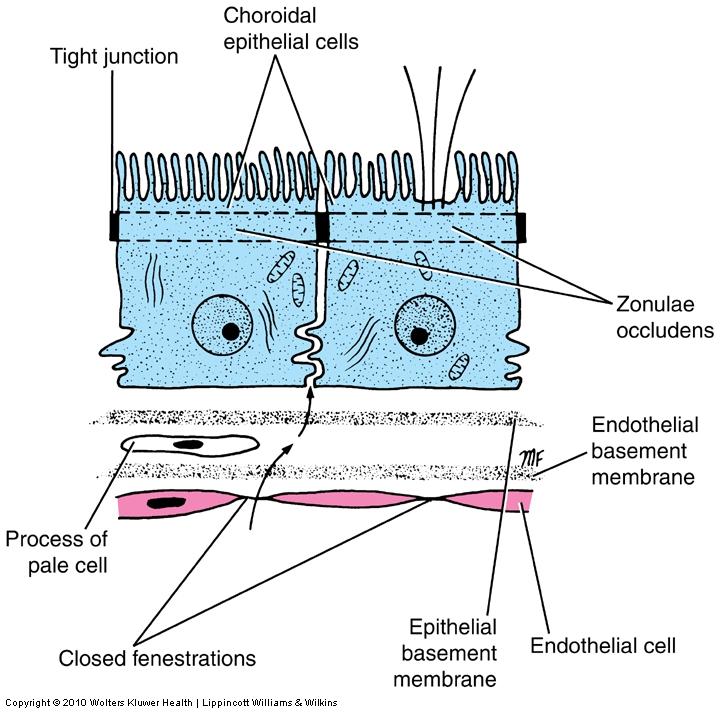 Blood Cerebrospinal Fluid Barrier Structure Endothelial cells BM of endothelial cells Pale