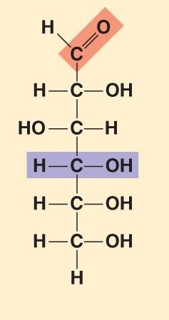 Sugars Monosaccharides have molecular formulas that are usually multiples of CH 2 O Glucose (C 6 H 12
