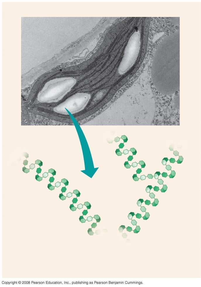 Fig. 5-6 Chloroplast Starch 1 µm Amylose