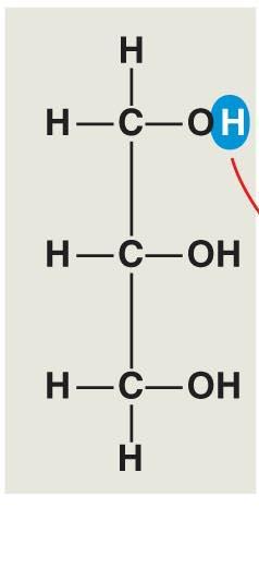 Fig. 5-11a Glycerol- a three-carbon alcohol