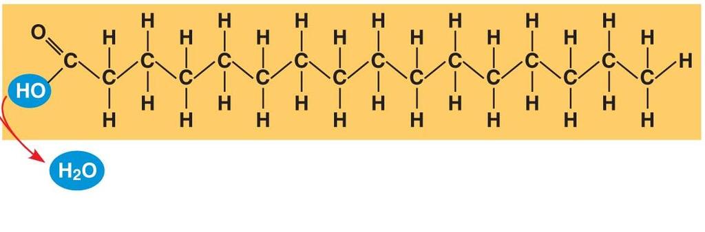 Fig. 5-11a Fatty acid- a carboxyl group attached