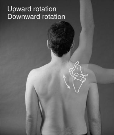 Rotation: Occurs when a bone pivots or rotates around its own central axis Upward and Downward Rotation Upward