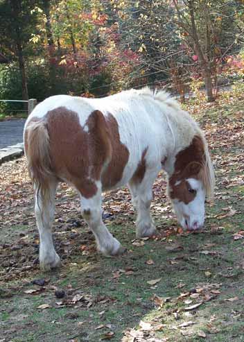 Feeding the Miniature Horse and Pony Providing Triple Crown Lite at the proper rate provides: low starch low calories high nutrient