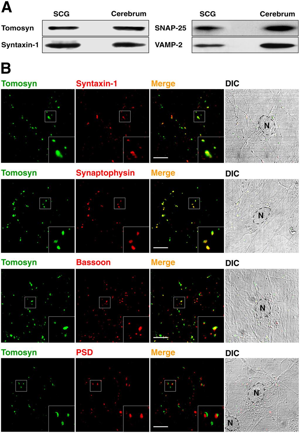Expression and localization of tomosyn in SCG neurons Next, we sought to investigate whether the PKA-catalyzed phosphorylation of tomosyn is indeed involved in neurotransmitter release.