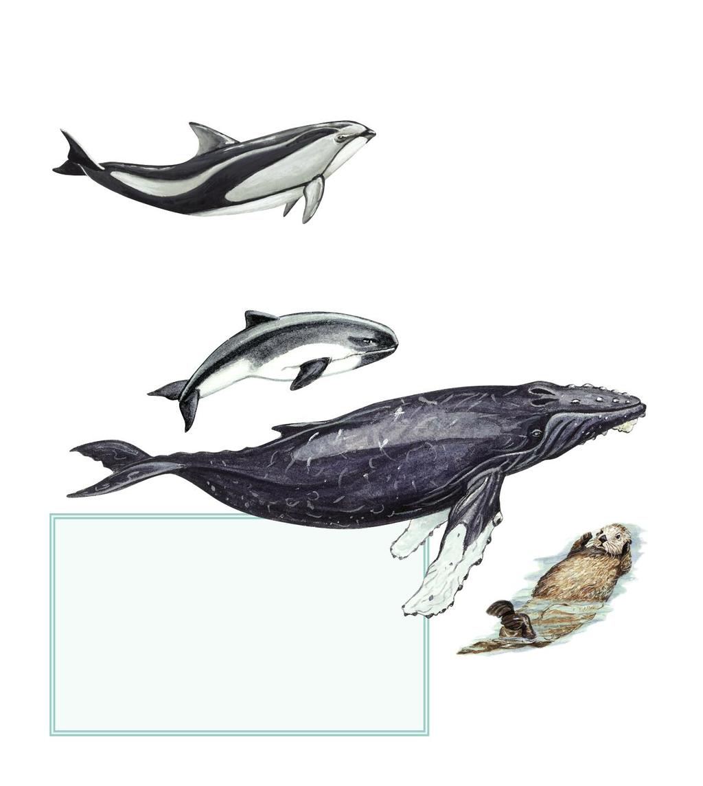 Many marine mammals dolphin 1. Dolphins, whales, and porpoises make up one group of porpoise Marine mammals are animals that live mainly in oceans. Every kind of marine mammal belongs to a group.
