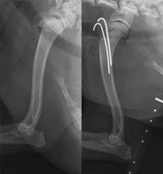Figure 3. Mediolateral radiographs of the humerus of a 12-month-old cavalier King Charles spaniel with a Salter-Harris type one fracture of the proximal humeral physis (left).
