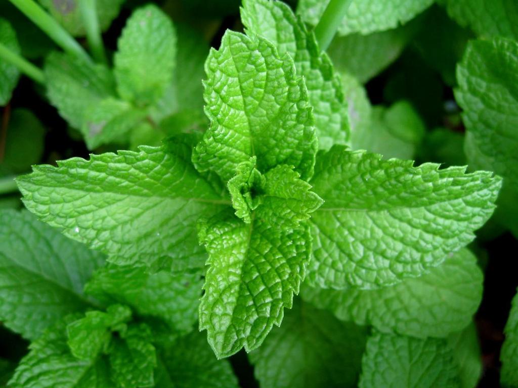 What to avoid with heartburn AVOID MINT -