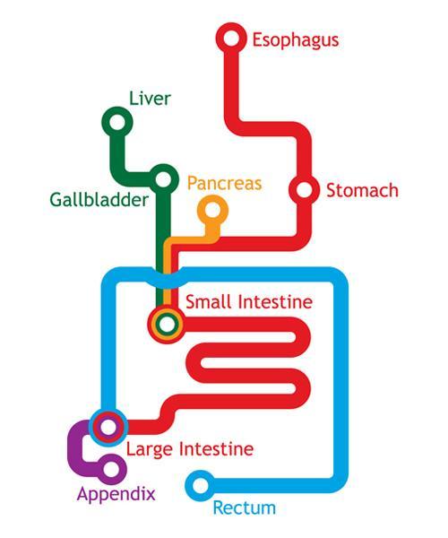 The purpose of digestive system Mouth Esophagus Stomach
