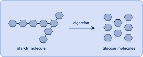 Digestion before absorption Di-gest means breaking apart This MUST happen before we can ABSORB any nutrients