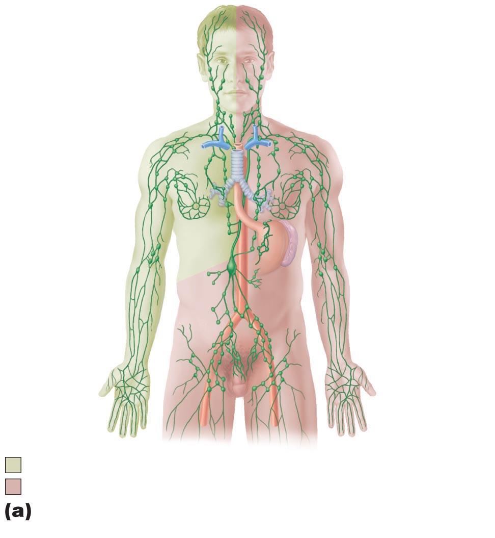 Figure 20.2a The lymphatic system.