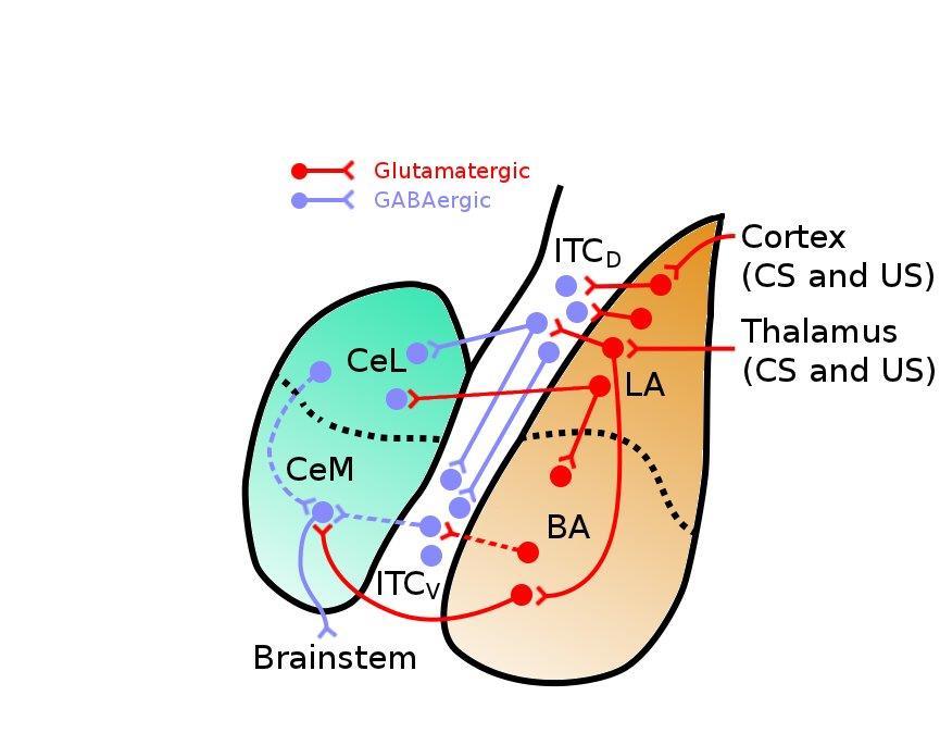 Fig. 1.1. Amygdalar pathways relevant to auditory fear. Tone and shock information arrive at LA via thalamic and cortical routes. LA projects to BA and also to ITCD and CeL.