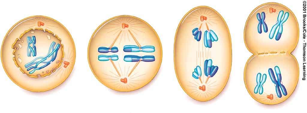 Meiosis I - Stages Prophase I