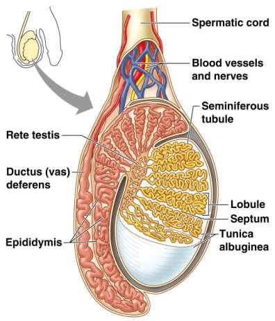 2 testes 1. Primary sex organs: Enclosed in the scrotum. Each testis consists of about 250 lobules. Each lobule contains 1-3 seminiferous tubules.
