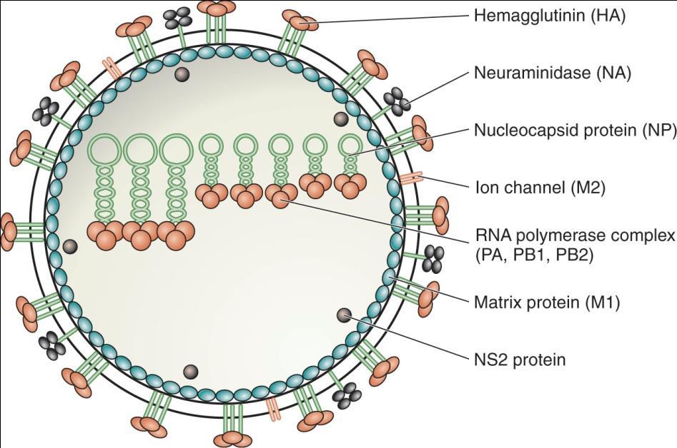 Genes and proteins Eight influenza virus genome segments code for a total of 11