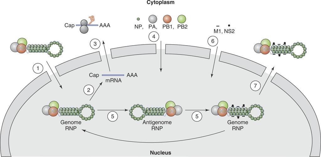 Unlike other RNA viruses, orthomyxoviruses replicate in the