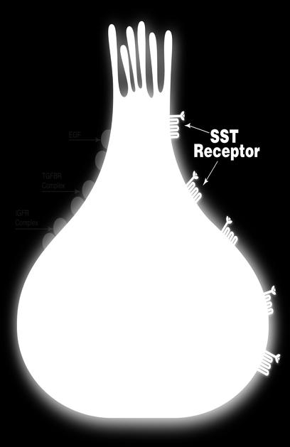 NET Biology Somatostatin receptors present on cell surface -5 somatostatin receptors (SSTR 1-5 ) -80% NETs