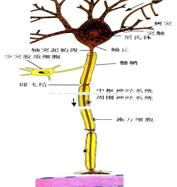 (1)Definition a nerve fiber is composed of an axon and a surrounding myelinsheath.