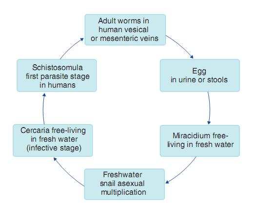 Schistosoma life cycle 6 weeks 5