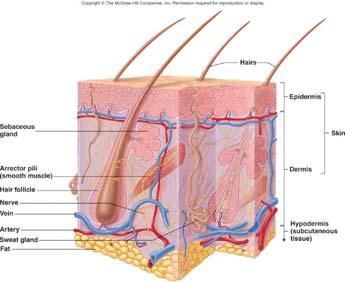 Hypodermis Deep to skin Consists of loose connective tissue with collagen and elastic fibers Types of cells Fibroblasts Adipose cells Macrophages