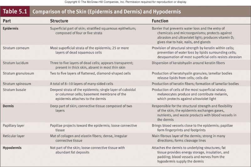 5-7 Skin Color: Pigments Determined by 3 factors: pigments blood circulating through the skin, thickness of stratum corneum Pigments Melanin: