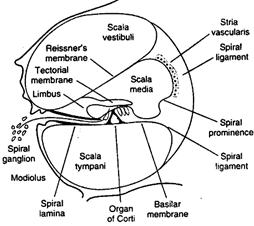 Throughout its length, the basilar membrane and Reissner`s membrane divided it into three chamber s (scalae).