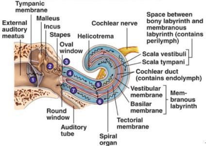 At the base of the cochlea, the cochlea, the scala vestibuli ends at the oval window, which is closed by the footplate of the stapes.