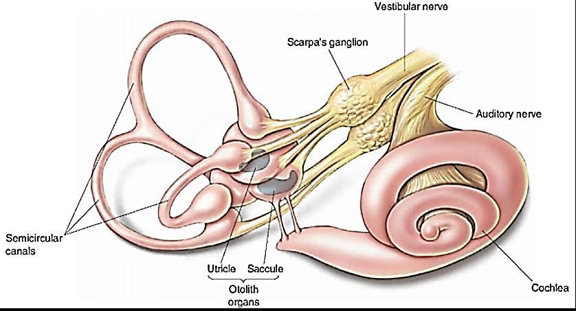 Equilibrium The vestibular system has two parts, the otolith organs (macula) and the semicircular canals.