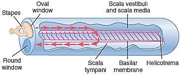 moved that it does not obstruct the passage of sound vibrations through fluid from the scala vestibuli into scala media.