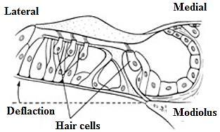 tightly to the basilar fibers.