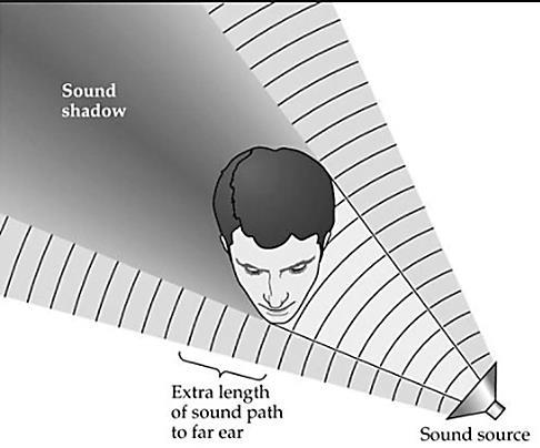 If the right ear is closer to the sound than the left ear First, the paths are of different length because sound has to travel past the head to get to the left ear and sound intensity decreases with
