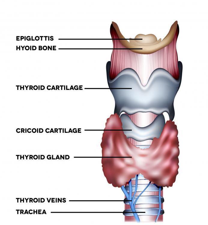 Thyroid anatomy Normal thyroid gland Anterior superior aspect of trachea