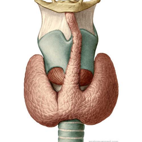 Thyroid anatomy Pyramidal lobe May be identified in