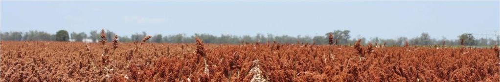 Grain sorghum in Australia Grown in Qld and NSW mostly under