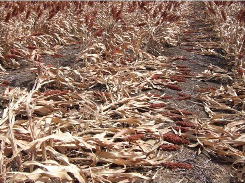 Sorghum lodging Results from interactions of: Climatic stresses (heat, moisture) Anatomical weakness of stalk One or more plant pathogens It