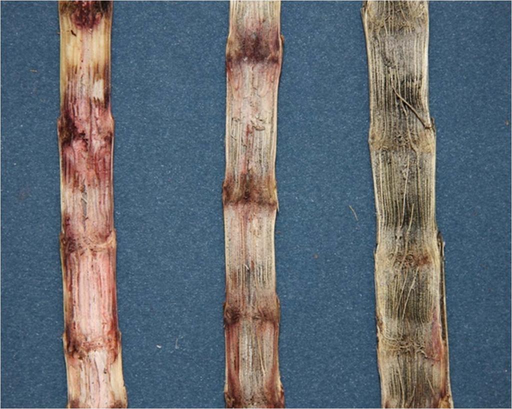 Common stalk rotting pathogens Distinctive symptoms Fusarium pathogens of sorghum have a