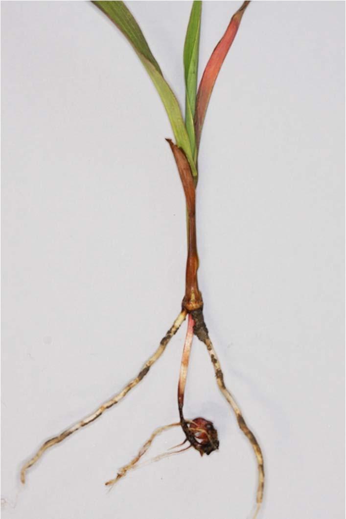 Biology of sorghum stalk rotting Fusarium species Survive between seasons in plant debris and soil, and on seed and alternative hosts Probably infect roots and stems through natural