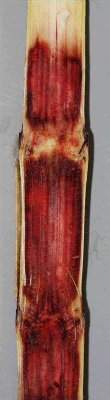 Fusarium species - previous findings Earlier reports of F. moniliforme sensu lato associated with sorghum most likely refer to F. thapsinum*, F. andiyazi*, F. nygamai, F. proliferatum, and perhaps F.