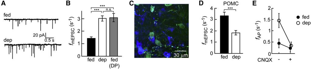 Figure 1. Deprivation-Induced Synaptic Plasticity in AGRP and POMC Neurons (A) mepscs from fed and food-deprived (dep) mice.