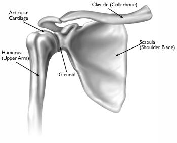 Shoulder Joint Replacement Although shoulder joint replacement is less common than knee or hip replacement, it is just as successful in relieving joint pain.