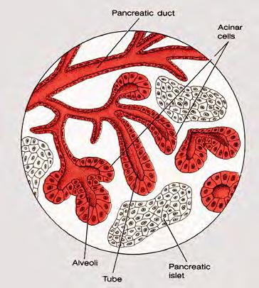 SRTUCTURE OF PARENCHYMAL ORGANS Parenchyma is specialized tissue, that