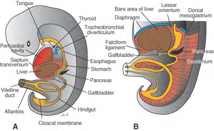 At the beginning of the formation of all organs of gastro - intestinal tract surrounded on